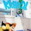 топовая игра Kitten'd