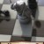 Chess 2: The Sequel