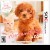 Nintendogs + Cats: Toy Poodle & New Friends