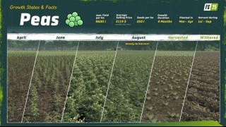 Farming Simulator 25. Прибыльные культуры