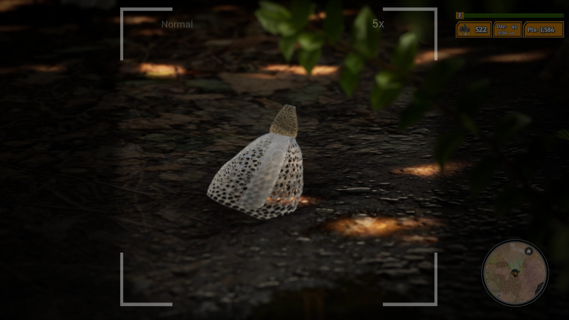 Morels: The Hunt 2